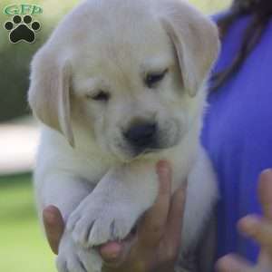 Penelope, Yellow Labrador Retriever Puppy