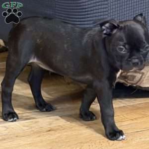Bella, Boston Terrier Puppy