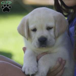Penelope, Yellow Labrador Retriever Puppy