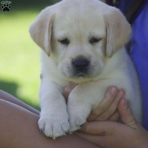 Penelope, Yellow Labrador Retriever Puppy