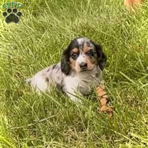 Lil’ Pepperjack, Dachshund Puppy