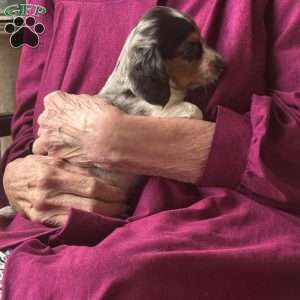 Lil’ Pepperjack, Dachshund Puppy
