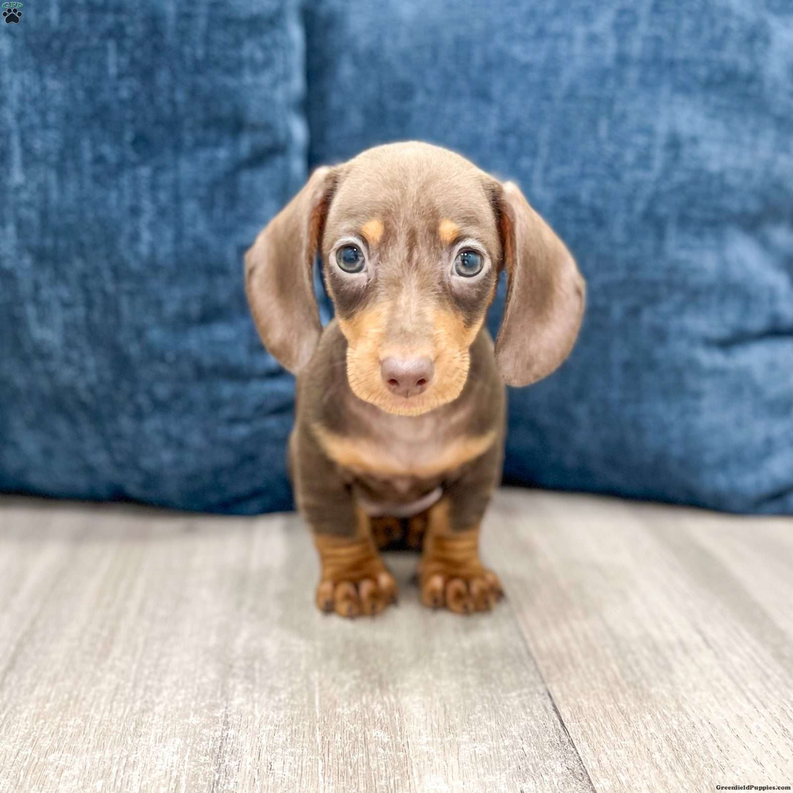 Dixie (Dachshund, Female) in Millersburg, OH