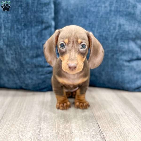 Dixie, Dachshund Puppy