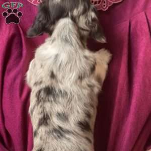 Lil’ Pepperjack, Dachshund Puppy