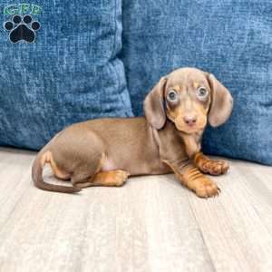 Dixie, Dachshund Puppy