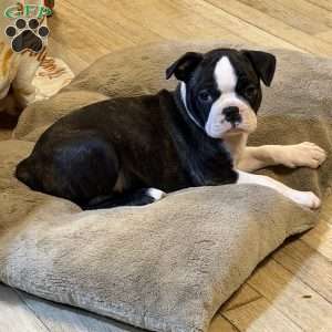 Bailey, Boston Terrier Puppy