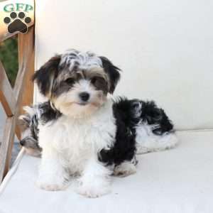 Teddy, Yorkie Puppy