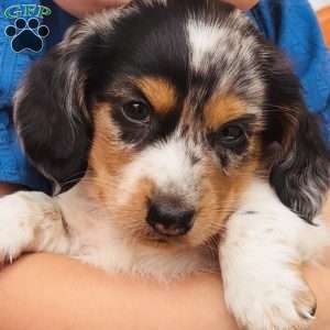 Lil’ Pepperjack, Dachshund Puppy