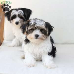Teddy, Yorkie Puppy