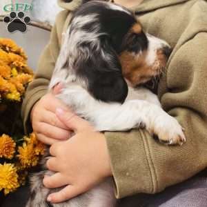 Lil’ Pepperjack, Dachshund Puppy