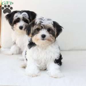 Teddy, Yorkie Puppy