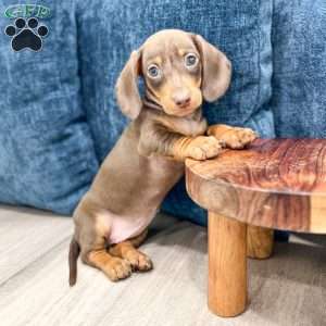 Dixie, Dachshund Puppy