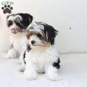 Teddy, Yorkie Puppy