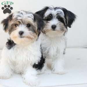 Teddy, Yorkie Puppy