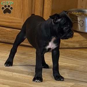 Bella, Boston Terrier Puppy