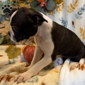 Brindlee, Boston Terrier Puppy