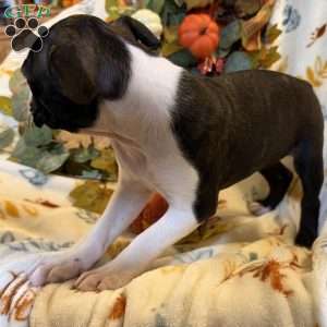 Brindlee, Boston Terrier Puppy