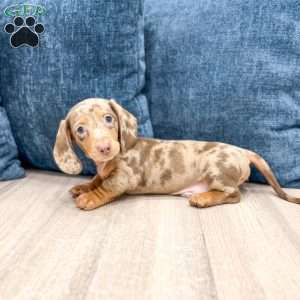 Marco, Dachshund Puppy