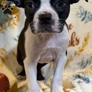 Brindlee, Boston Terrier Puppy