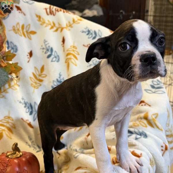 Brindlee, Boston Terrier Puppy