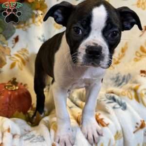 Brindlee, Boston Terrier Puppy