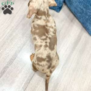 Marco, Dachshund Puppy
