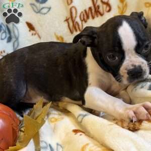 Brindlee, Boston Terrier Puppy