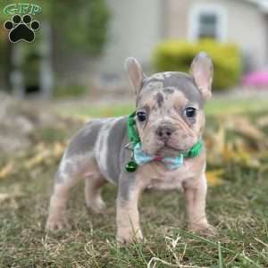 Bella, French Bulldog Puppy