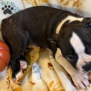 Brindlee, Boston Terrier Puppy