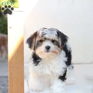 Teddy, Yorkie Puppy