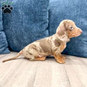 Marco, Dachshund Puppy