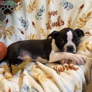 Brindlee, Boston Terrier Puppy