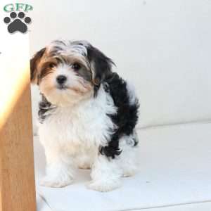 Teddy, Yorkie Puppy