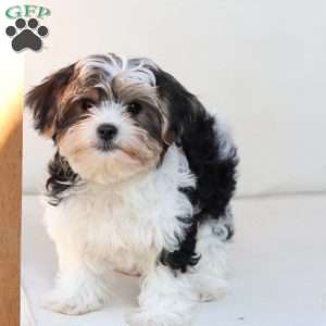 Teddy, Yorkie Puppy