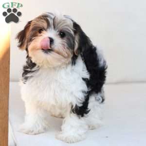 Teddy, Yorkie Puppy