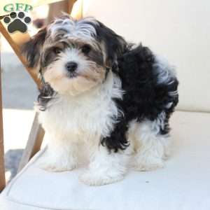 Teddy, Yorkie Puppy