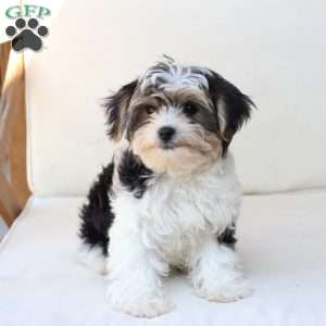Teddy, Yorkie Puppy