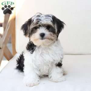 Teddy, Yorkie Puppy