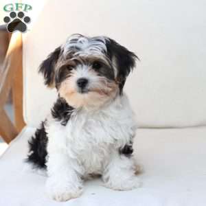 Teddy, Yorkie Puppy