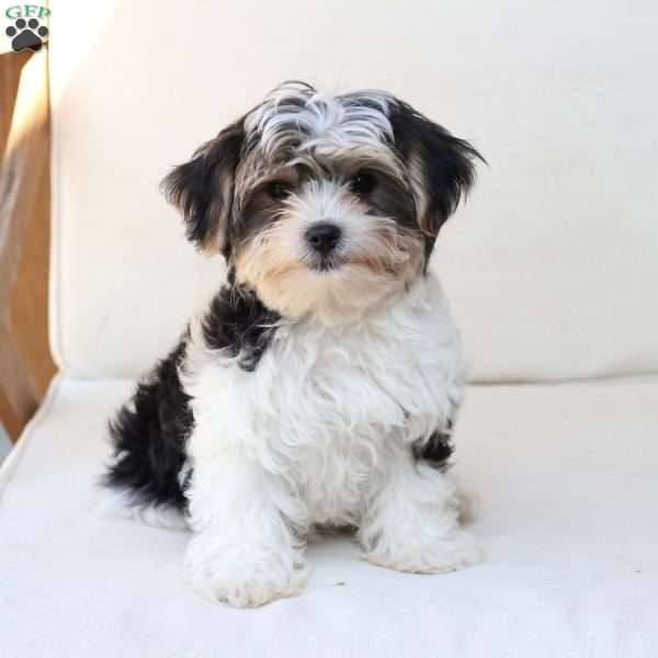 Teddy, Yorkie Puppy