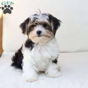 Teddy, Yorkie Puppy