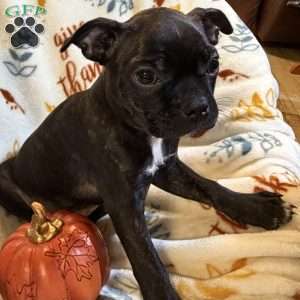 Ranger, Boston Terrier Puppy