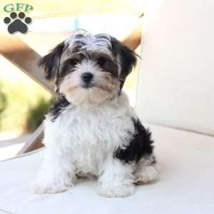 Teddy, Yorkie Puppy