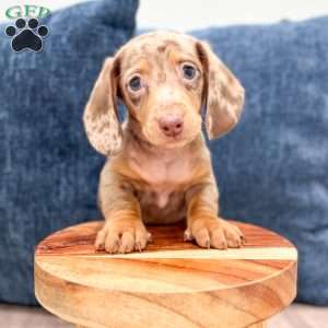 Marco, Dachshund Puppy
