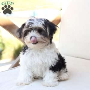 Teddy, Yorkie Puppy