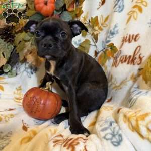 Ranger, Boston Terrier Puppy