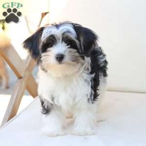 Maverick, Yorkie Puppy