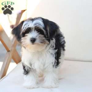 Maverick, Yorkie Puppy