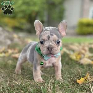Bella, French Bulldog Puppy